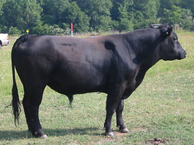 Registered Angus Bull