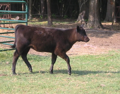 Full Bred Angus Heifer Calf